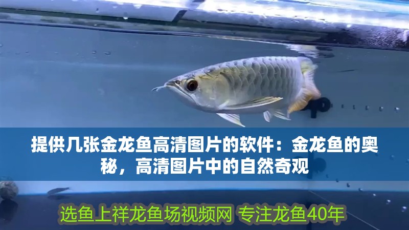 提供幾張金龍魚高清圖片的軟件：金龍魚的奧秘，高清圖片中的自然奇觀 提供幾張金龍魚高清圖片的軟件：金龍魚的奧秘，高清圖片中的自然奇觀 水族問答