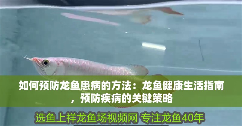 如何預防龍魚患病的方法：龍魚健康生活指南，預防疾病的關鍵策略