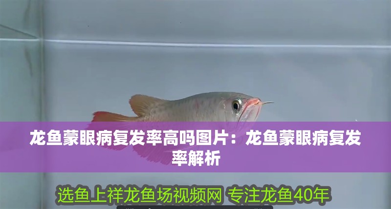 龍魚蒙眼病復發率高嗎圖片：龍魚蒙眼病復發率解析