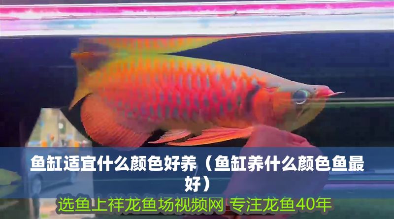 魚缸適宜什么顏色好養（魚缸養什么顏色魚最好）