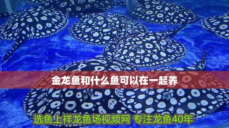 金龍魚和什么魚可以在一起養