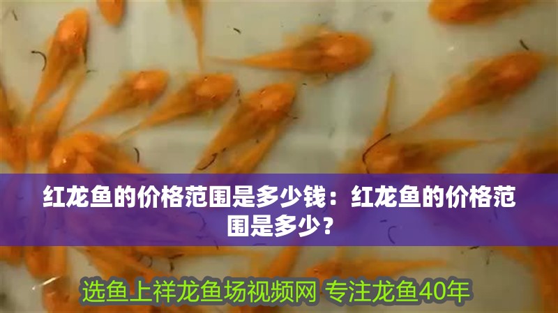 紅龍魚的價格范圍是多少錢：紅龍魚的價格范圍是多少？