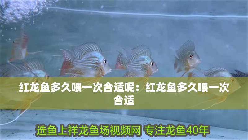 紅龍魚多久喂一次合適呢：紅龍魚多久喂一次合適