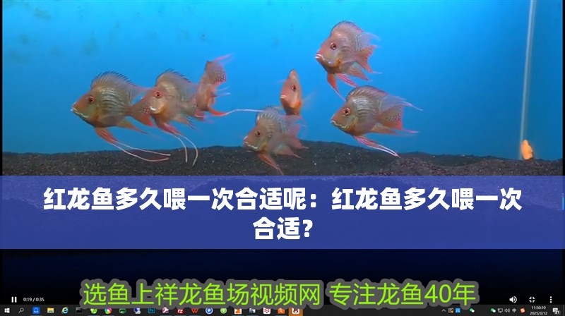 紅龍魚多久喂一次合適呢：紅龍魚多久喂一次合適？