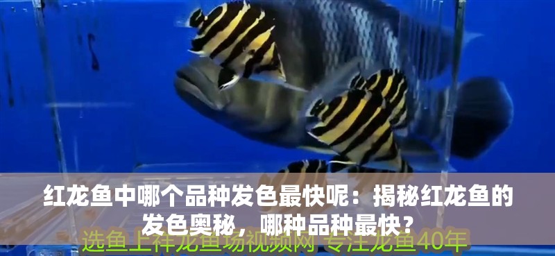 紅龍魚中哪個品種發(fā)色最快呢：揭秘紅龍魚的發(fā)色奧秘，哪種品種最快？