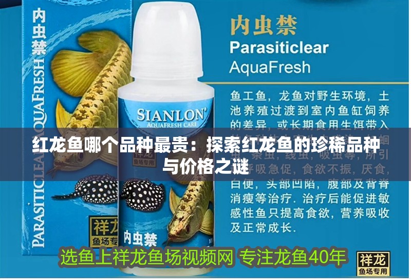 紅龍魚哪個品種最貴：探索紅龍魚的珍稀品種與價格之謎