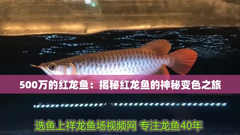 500萬的紅龍魚：揭秘紅龍魚的神秘變色之旅