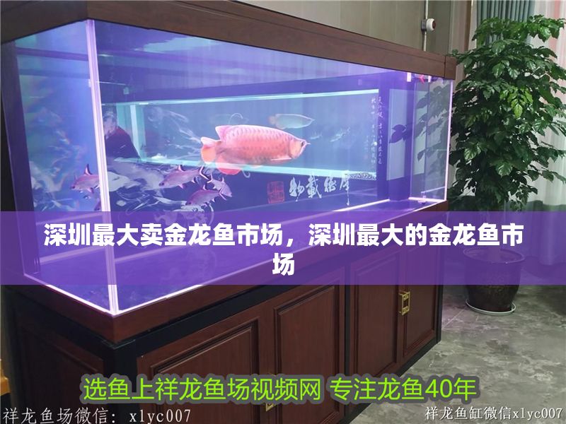 深圳最大賣金龍魚市場(chǎng)，深圳最大的金龍魚市場(chǎng) 深圳最大賣金龍魚市場(chǎng)，深圳最大的金龍魚市場(chǎng) 龍魚百科 第2張
