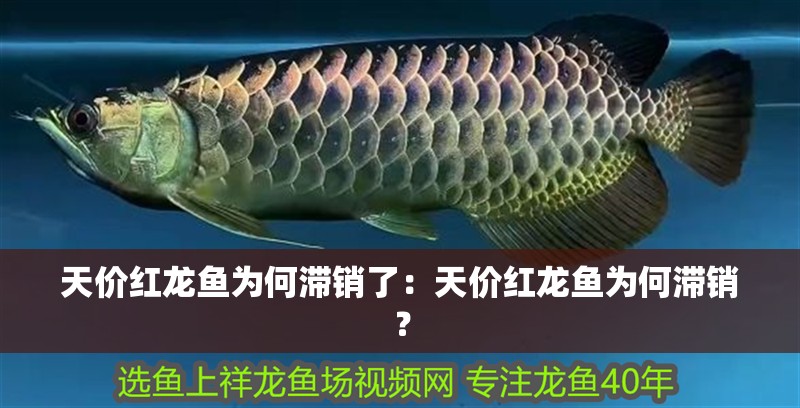 天價紅龍魚為何滯銷了：天價紅龍魚為何滯銷？