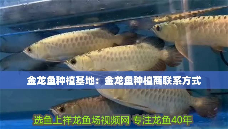 金龍魚種植基地：金龍魚種植商聯(lián)系方式