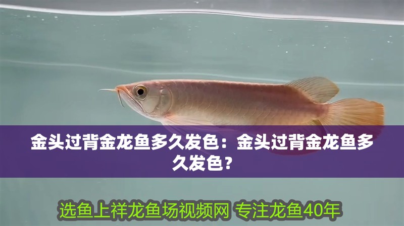金頭過背金龍魚多久發色：金頭過背金龍魚多久發色？