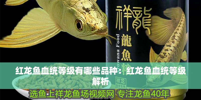 紅龍魚血統等級有哪些品種：紅龍魚血統等級解析