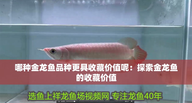 哪種金龍魚品種更具收藏價值呢：探索金龍魚的收藏價值