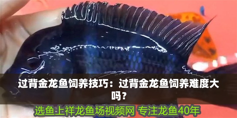 過背金龍魚飼養技巧：過背金龍魚飼養難度大嗎？
