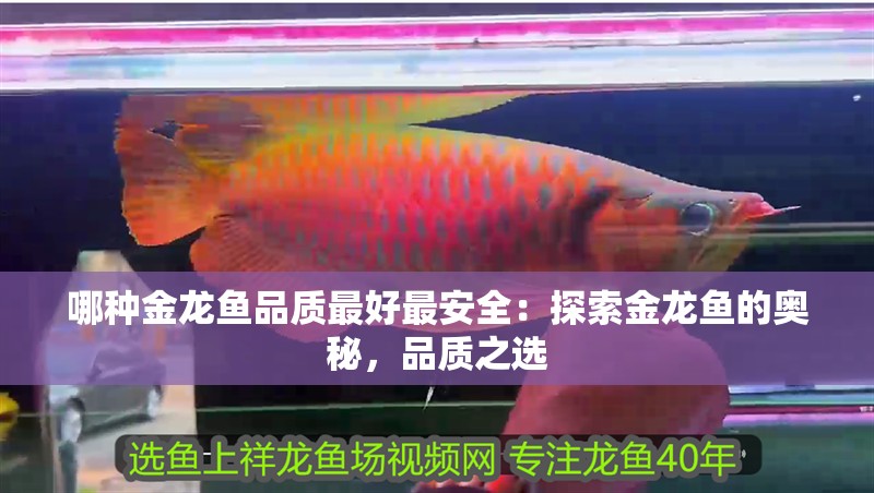 哪種金龍魚品質最好最安全：探索金龍魚的奧秘，品質之選