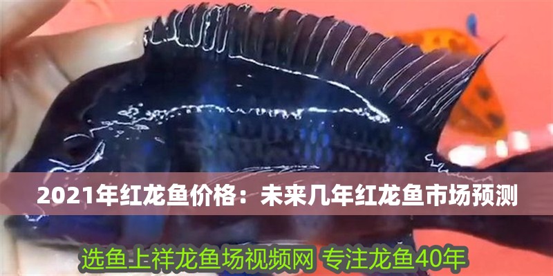 2021年紅龍魚價格：未來幾年紅龍魚市場預測 2021年紅龍魚價格：未來幾年紅龍魚市場預測 水族問答