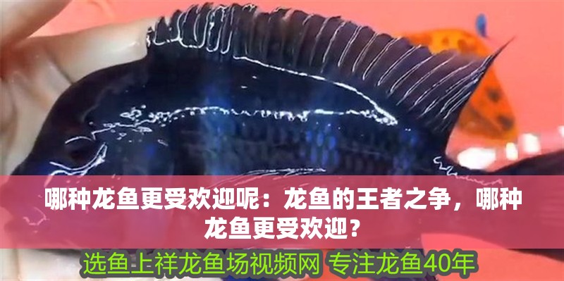 哪種龍魚更受歡迎呢：龍魚的王者之爭，哪種龍魚更受歡迎？