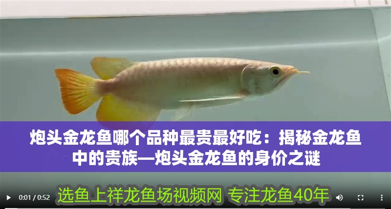 炮頭金龍魚哪個品種最貴最好吃：揭秘金龍魚中的貴族—炮頭金龍魚的身價之謎