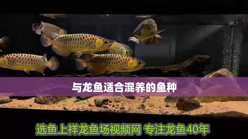 與龍魚適合混養(yǎng)的魚種