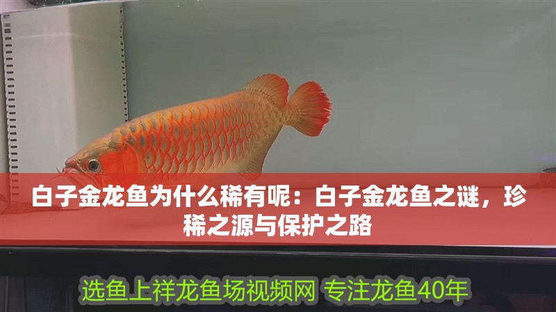 白子金龍魚為什么稀有呢：白子金龍魚之謎，珍稀之源與保護之路