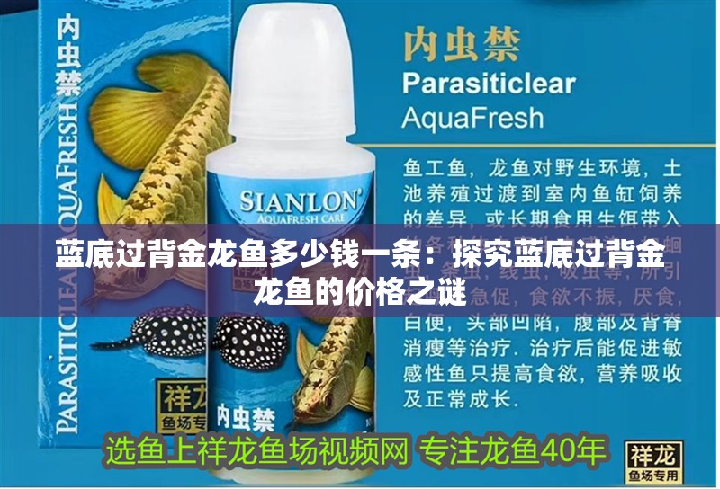 藍(lán)底過背金龍魚多少錢一條：探究藍(lán)底過背金龍魚的價格之謎