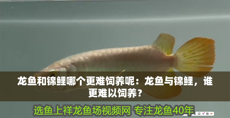龍魚和錦鯉哪個更難飼養呢：龍魚與錦鯉，誰更難以飼養？