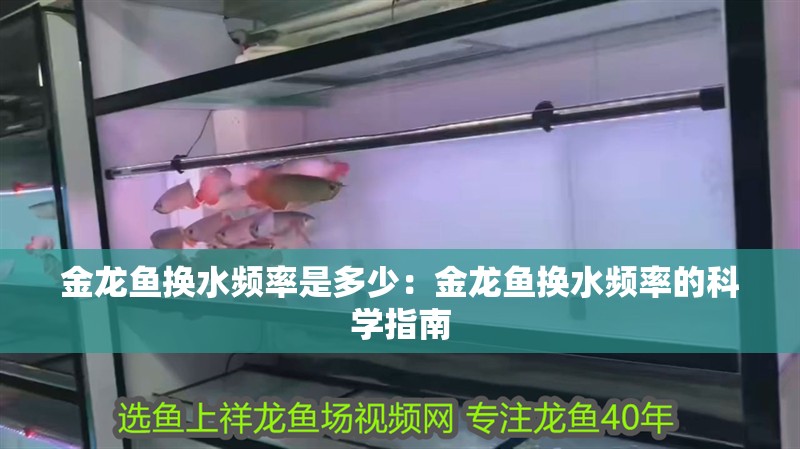 金龍魚換水頻率是多少：金龍魚換水頻率的科學指南