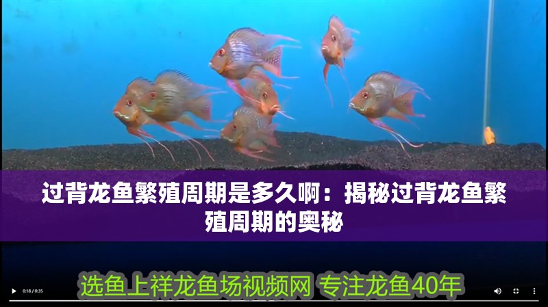 過背龍魚繁殖周期是多久啊：揭秘過背龍魚繁殖周期的奧秘