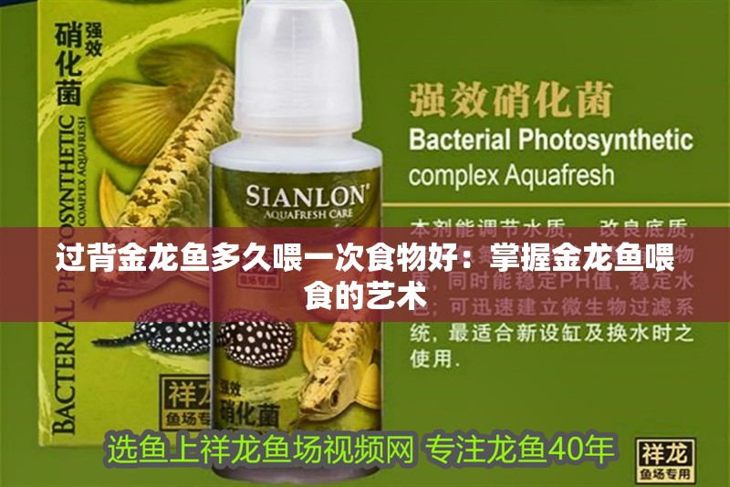 過背金龍魚多久喂一次食物好：掌握金龍魚喂食的藝術(shù)
