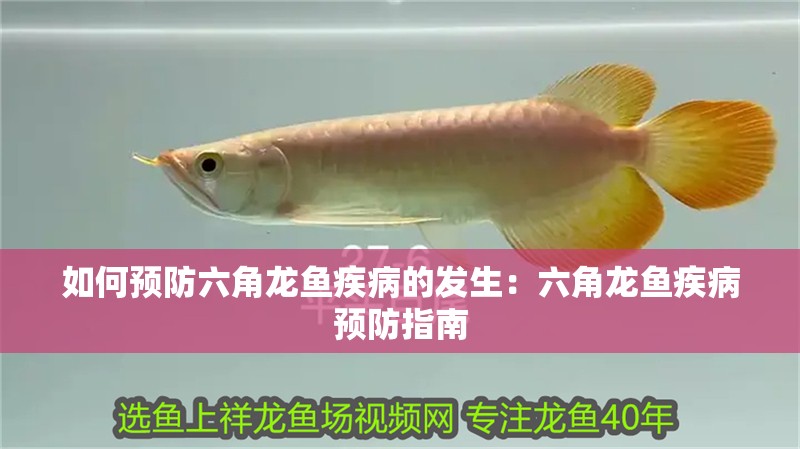 如何預防六角龍魚疾病的發生：六角龍魚疾病預防指南