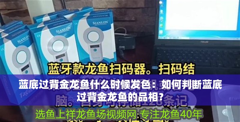 藍(lán)底過背金龍魚什么時候發(fā)色：如何判斷藍(lán)底過背金龍魚的品相？