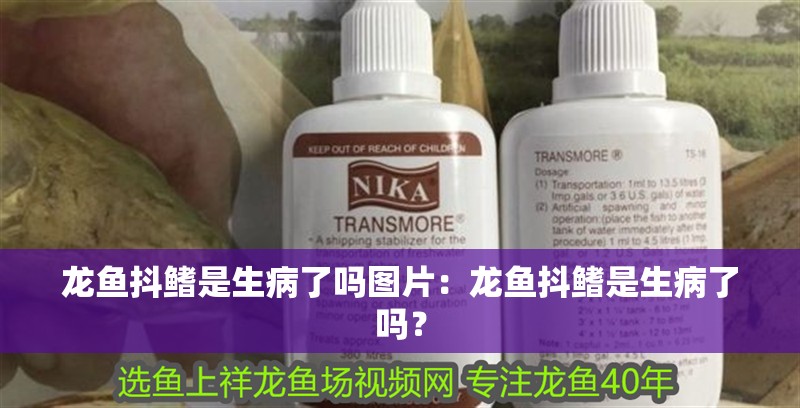 龍魚抖鰭是生病了嗎圖片：龍魚抖鰭是生病了嗎？