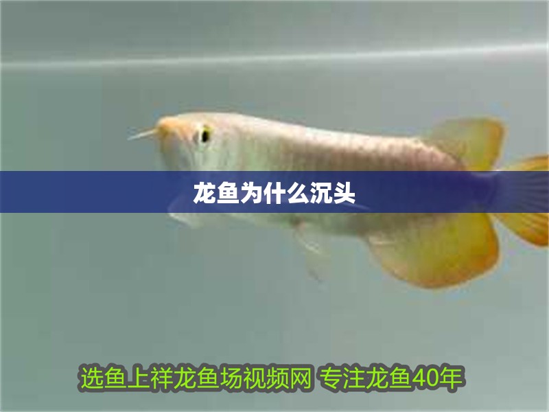 龍魚為什么沉頭 龍魚為什么沉頭 龍魚百科