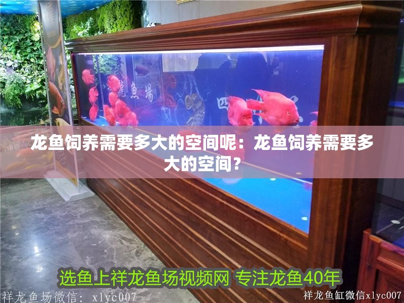 龍魚飼養需要多大的空間呢：龍魚飼養需要多大的空間？
