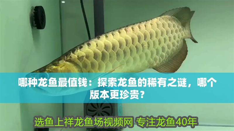 哪種龍魚最值錢：探索龍魚的稀有之謎，哪個版本更珍貴？
