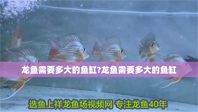 龍魚需要多大的魚缸?龍魚需要多大的魚缸
