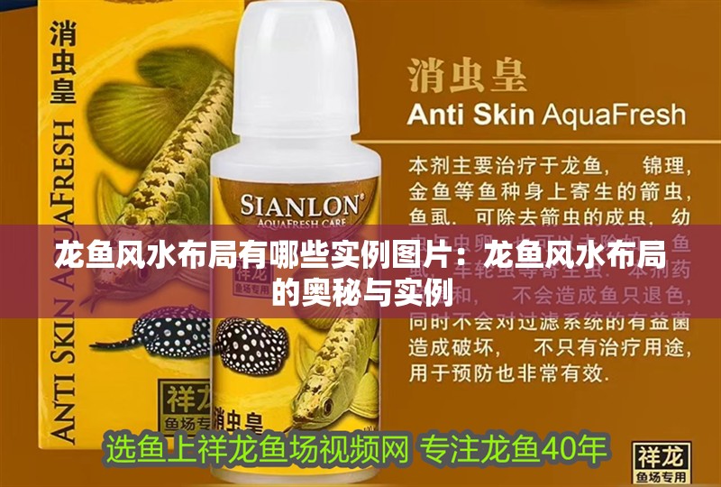 龍魚風水布局有哪些實例圖片：龍魚風水布局的奧秘與實例