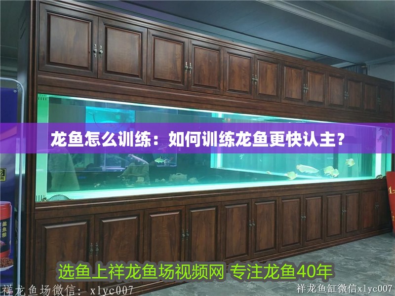 龍魚怎么訓練：如何訓練龍魚更快認主？