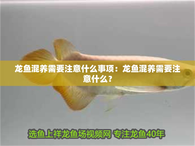 龍魚混養需要注意什么事項：龍魚混養需要注意什么？