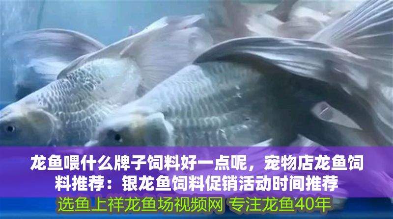 龍魚喂什么牌子飼料好一點呢，寵物店龍魚飼料推薦：銀龍魚飼料促銷活動時間推薦
