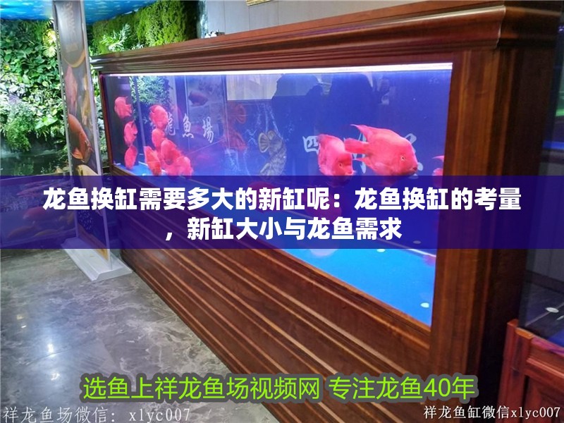 龍魚換缸需要多大的新缸呢：龍魚換缸的考量，新缸大小與龍魚需求