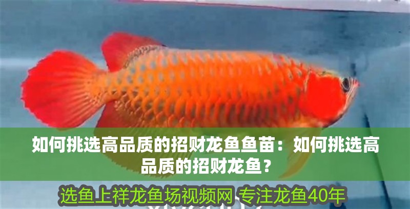 如何挑選高品質的招財龍魚魚苗：如何挑選高品質的招財龍魚？