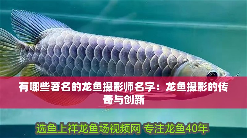 有哪些著名的龍魚(yú)攝影師名字：龍魚(yú)攝影的傳奇與創(chuàng)新
