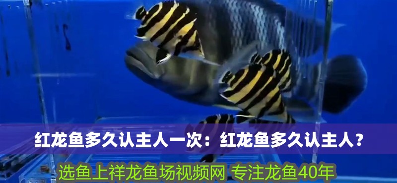 紅龍魚多久認(rèn)主人一次：紅龍魚多久認(rèn)主人？