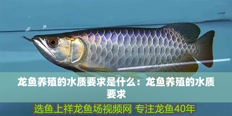 龍魚養殖的水質要求是什么：龍魚養殖的水質要求