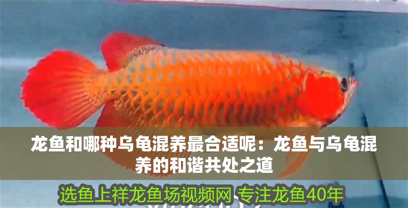 龍魚和哪種烏龜混養最合適呢：龍魚與烏龜混養的和諧共處之道