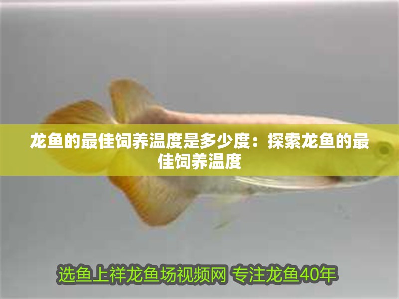 龍魚的最佳飼養溫度是多少度：探索龍魚的最佳飼養溫度
