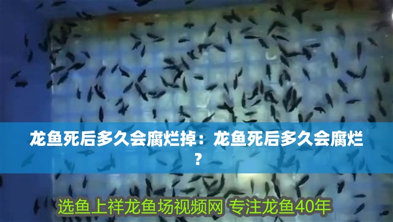 龍魚死后多久會腐爛掉：龍魚死后多久會腐爛？
