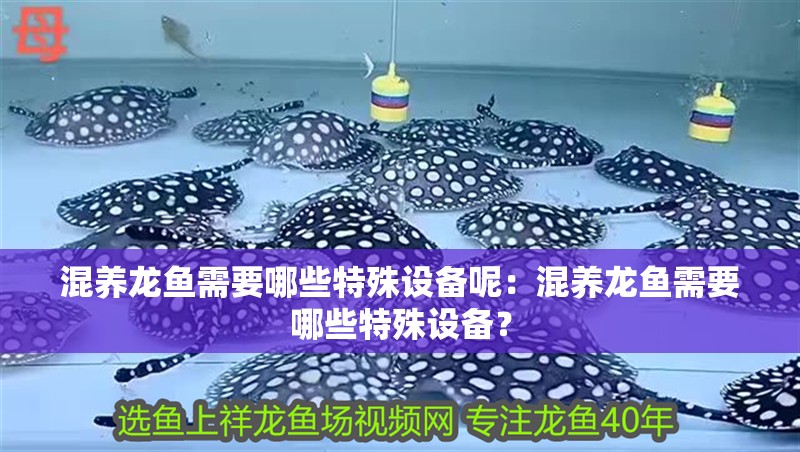 混養(yǎng)龍魚需要哪些特殊設(shè)備呢：混養(yǎng)龍魚需要哪些特殊設(shè)備？ 混養(yǎng)龍魚需要哪些特殊設(shè)備呢：混養(yǎng)龍魚需要哪些特殊設(shè)備？ 水族問(wèn)答