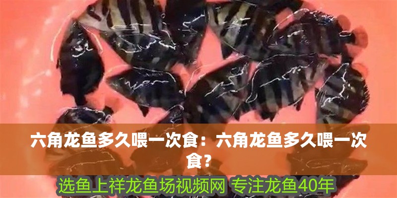 六角龍魚多久喂一次食：六角龍魚多久喂一次食？